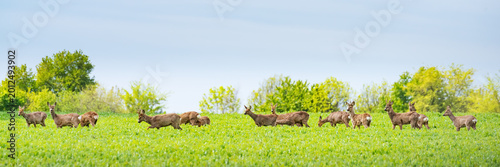 Foto roe deer herd in spring on a meadow, panorama