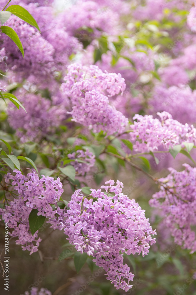 Obraz premium Soft-focus shot of pinkish-purple lilac blossoms creating a lush floral texture. Ideal for spring-themed wallpapers, romantic greeting cards, and urban nature concepts that require a fresh, airy aesth