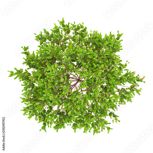 Foto collection of Native fuchsia plant on transparent canvas from the top view
