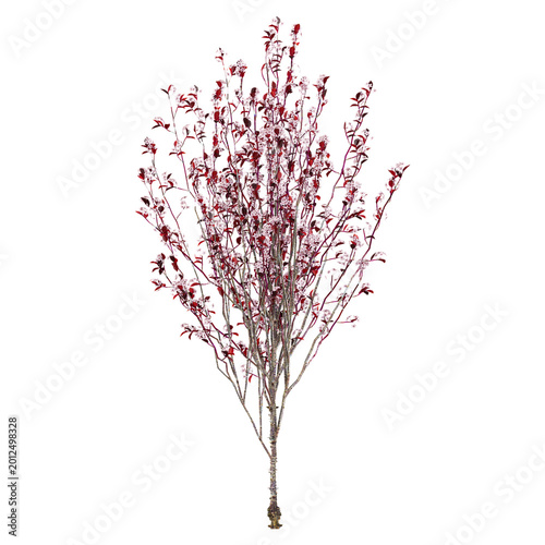Obraz na plátně collection of Newport flowering plum plant on transparent canvas