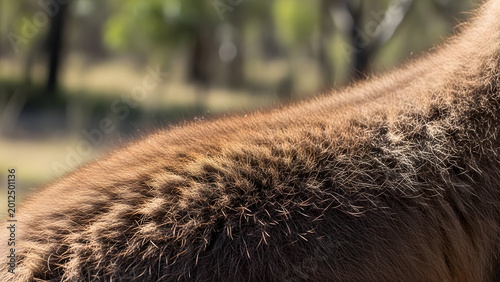Close up of a black hairbrush with brown wooden handle