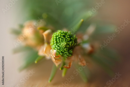 Macro view from above of a young spruce tree bud starting to bloom. Close-up of a coniferous bud opening, forestry and spring nature awakening concept.