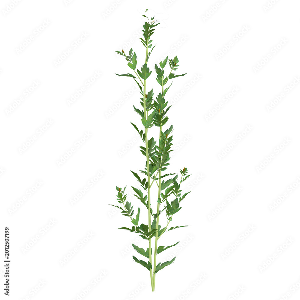 Fototapeta premium Green Nicotiana tabacum plant isolated on Canvas
