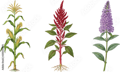Bild auf Leinwand Botanical Plant Collection Featuring Corn Stalk, Celosia Flower, and Lilac Bloss