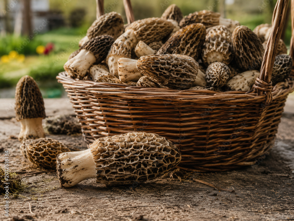 Obraz premium Basket Of Fresh Morel Mushrooms On Rustic Table