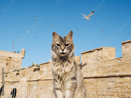 Cat at the Port of Essaouira Sqala in Morocco