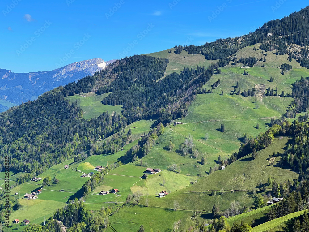 Fototapeta premium Alpine meadows and pastures on the slopes of the Uri Alps mountain massif and in the alpine valley Melchtal - Canton of Obwalden, Switzerland (Kanton Obwald, Schweiz)