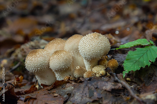 Fotografie A detailed view of a Lycoperdon perlatum mushroom, also known as the common puffball, sitting on the forest floor