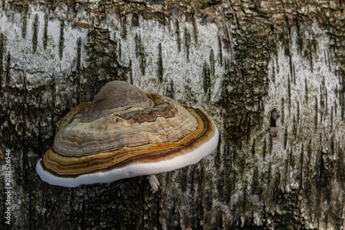 Fomitopsis pinicola, is a stem decay fungus common on softwood and hardwood trees. Its conk fruit body is known as the red-belted conk. The species is common throughout temperate Europe and Asia