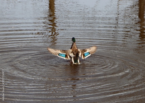 Bild auf Leinwand Beautiful male mallard duck spreading its wings