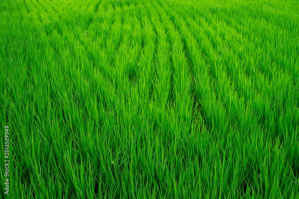 Obraz premium Full Frame Texture of Vibrant Green Rice Paddy Fields in Summer