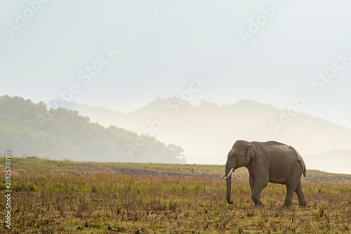 Super tusker Asian elephant walking in grassland at Dhikala Zone
