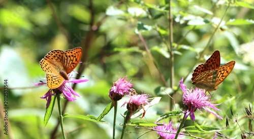 Slika na platnu Argynnis paphia (silver-washed fritillary) on a wildflower