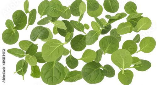 Fresh green baby spinach leaves scattered randomly against a solid black background creating a flat lay pattern of raw organic salad greens