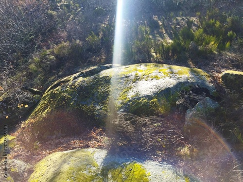 Schilderij op canvas Rayo de sol iluminando una gran roca cubierta de musgo verde en el bosque