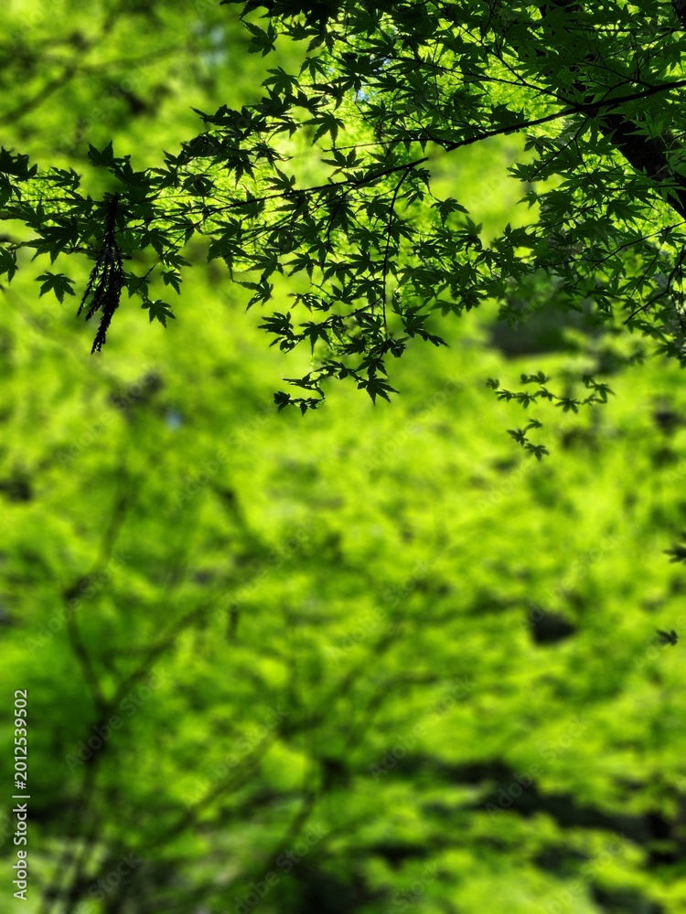 Fototapeta premium Fresh green maple leaves with soft bokeh background at Kurama Temple Kyoto Japan