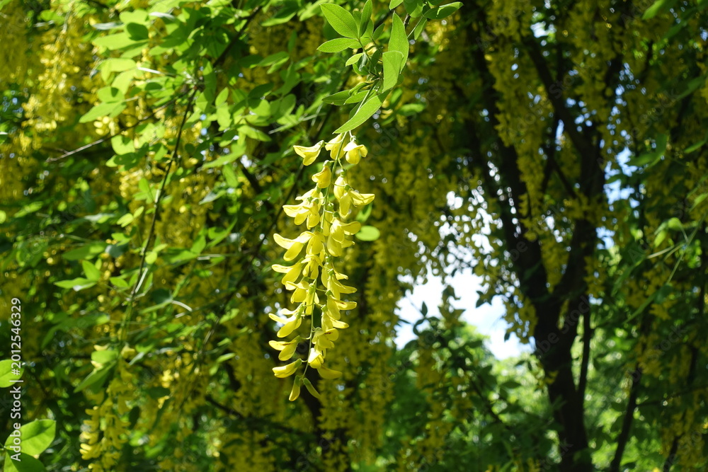 Fototapeta premium Pendulous yellow flowers of common laburnum in May