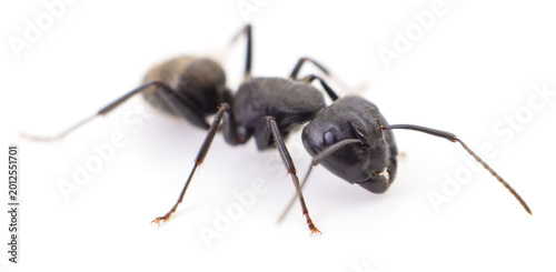 Konstfotografi Large Black Ant Isolated on White Background