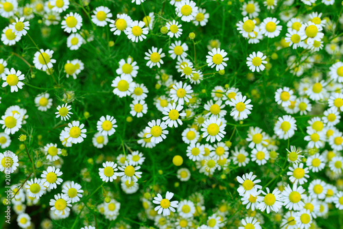 Cuadro en lienzo Wild Chamomile Flowers Field Background