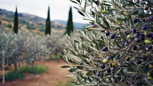 Olive tree branches with ripe olives in countryside plantation under soft sunlight and natural scenery. Olive cultivation concept
