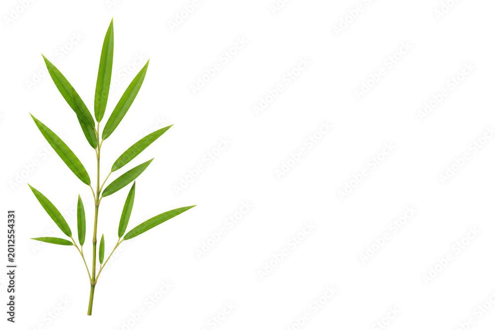Fototapeta premium Fresh green bamboo leaves branch isolated on transparent background