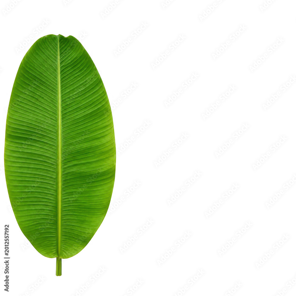 Obraz premium Fresh green banana leaf isolated on transparent background