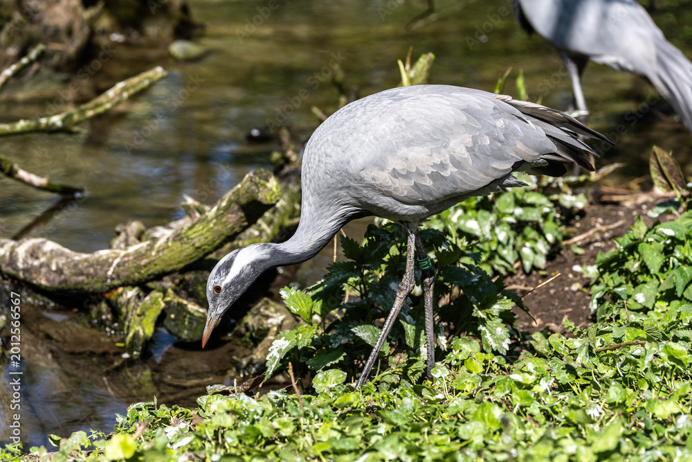 Fototapeta premium Demoiselle Crane, Anthropoides virgo are living in the bright green meadow during the day time