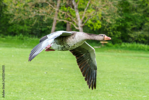 Fotografie The flying greylag goose, Anser anser is a species of large goose