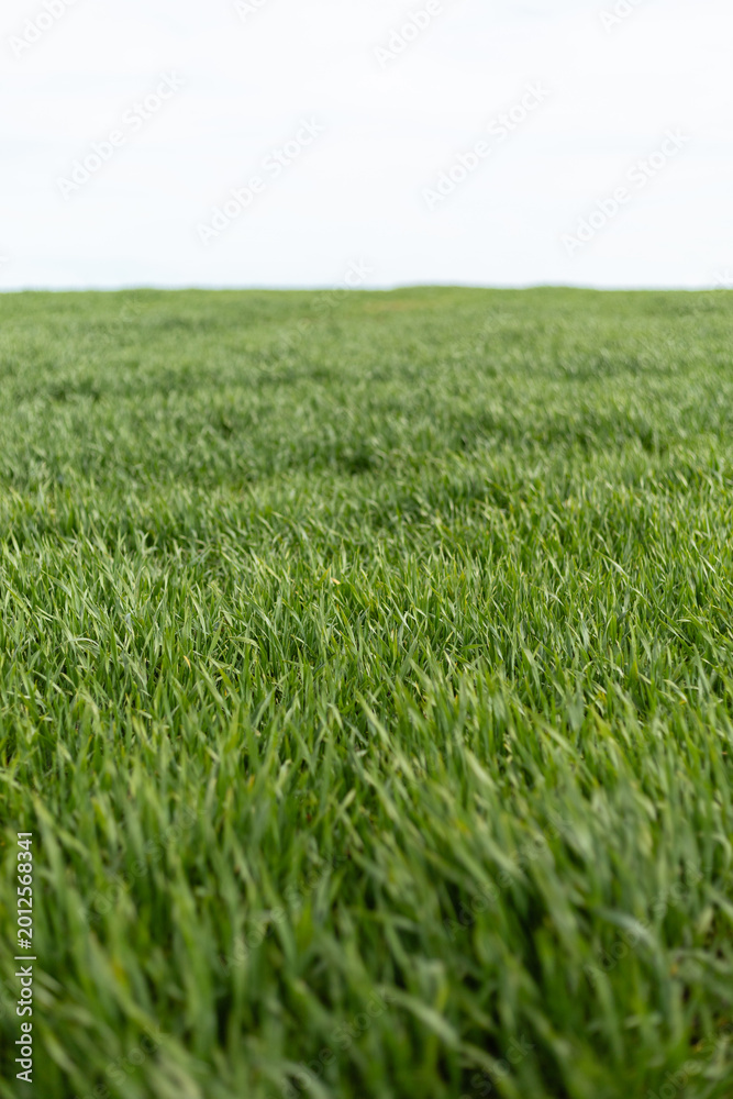 Fototapeta premium A vast field of green grass extends toward the horizon under a clear, bright sky. The scene captures the essence of a sunny daytime in the countryside