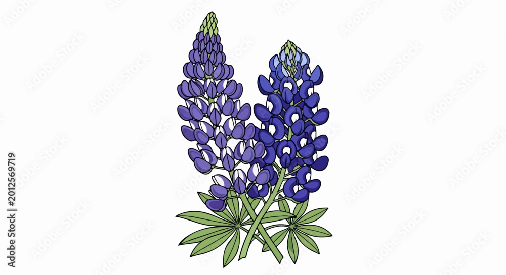 Fototapeta premium Two tall purple and blue lupine flowers with green leaves