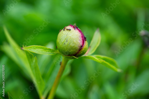 a tightly closed green and magenta peony bud with several small black ants crawling on its surface against a softly blurred green background.