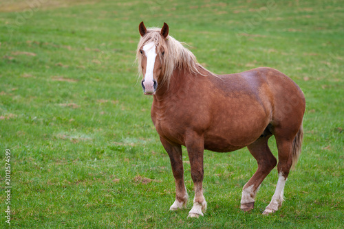 brown horse with a white forehead on a green background