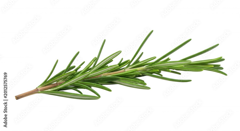 Fototapeta premium A single fresh sprig of green rosemary herb with needle-like leaves isolated on a solid black background, horizontal orientation