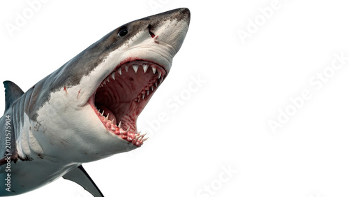 Bild auf Leinwand Large shark with open mouth for marine wildlife nature and predatory sea creatur
