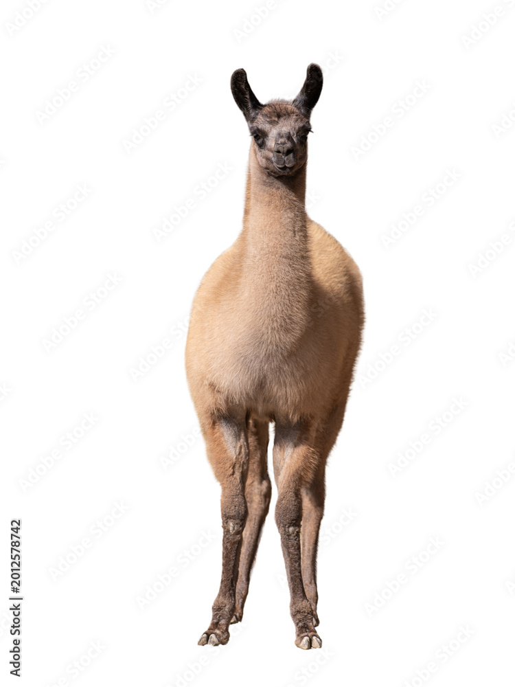 Fototapeta premium Wild guanaco standing and looking forward isolated on white background.