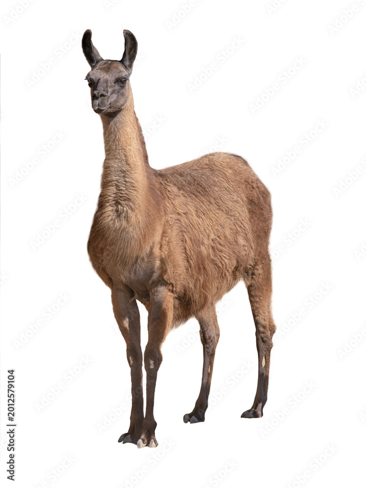 Fototapeta premium Wild guanaco standing and looking forward isolated on white background.