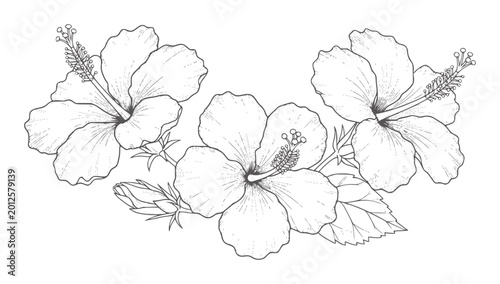 Black and white line of three hibiscus flowers and a bud floral botanical
