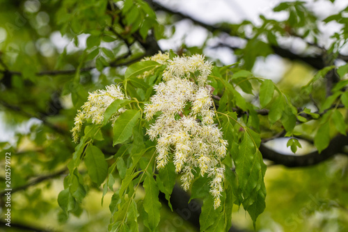Φωτογραφία delicate, fluffy white flower clusters blooming on a manna ash tree amidst vibrant green leaves