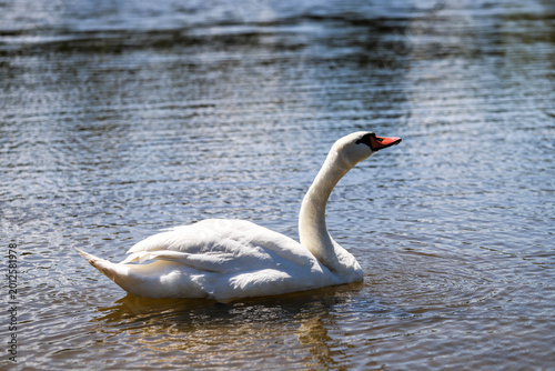Foto Pristine White Swans on Mirror-Like Lake Surface