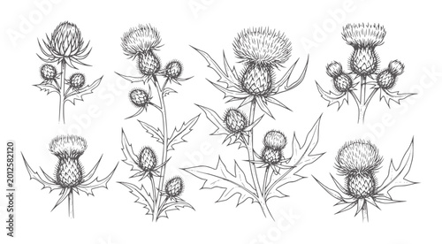 Tableau sur toile Hand drawn thistle plants with spiky leaves and flower heads botanical nature