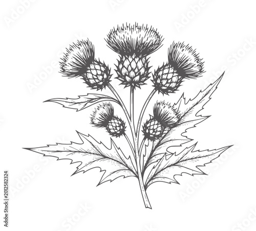 Ink of a blooming thistle plant with spiky leaves and flowers