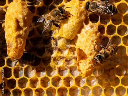 Obraz na płótnie An open queen cell in which the larva of the future queen bee was developing