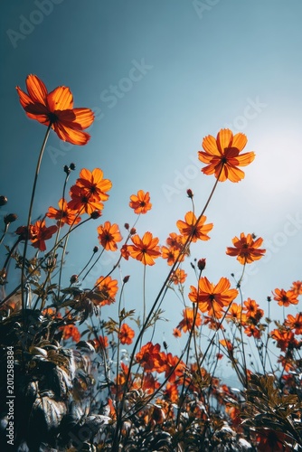 Vibrant orange flowers bloom against a clear blue sky, backlit by the sun