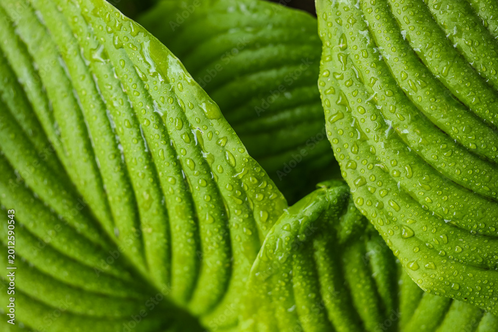 Obraz premium Beautiful green hosta leaves as background, closeup