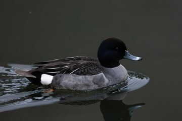 Male lesser scaup duck swims on dark water. This waterfowl has a dark head and grey body plumage. Bird is a common sight in North American wetlands and lakes.