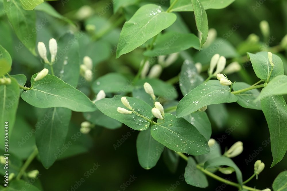 Fototapeta premium Beautiful blooming white bush honeysuckle with green leaves as background, closeup