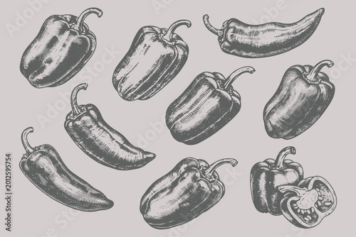 Fotografie detailed hand drawn chili and bell pepper illustrations in vintage engraving woodcut etching style