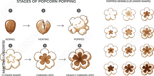 Bilde på lerret Stages of Popcorn Popping and Popped Kernels Shape Illustration, from Kernel to