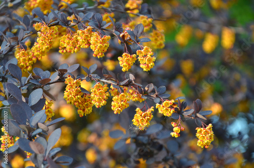 Berberis thunbergii 'Atropurpurea' vibrant yellow blooming branch with clusters of small flowers and dark magenta leaves . Growing Japanese barberry thorny bushy hedge plant . 