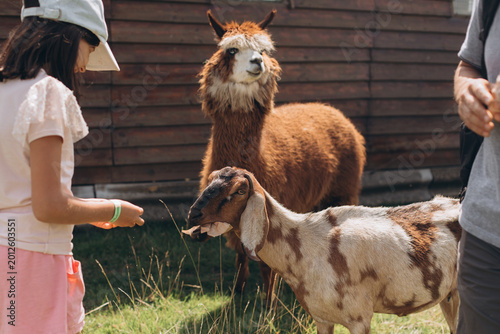 A daughter and her father are feeding a llama and a sheep on a farm. It is summertime, during the day